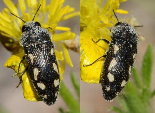 Réf. 283 303 : Acmaeodera bipunctata
